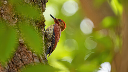 Chestnut Woodpecker Perched on Tree Trunk Amidst Lush Green Foliage in Tropical Forest Setting A Captivating Wildlife Portrait of Avian Beauty in Nature