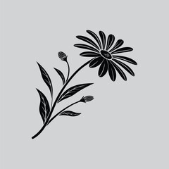 Elegant Paper Daisy Botanical Drawing