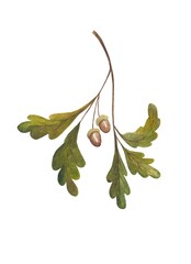 Watercolor illustration of an oak branch with acorns