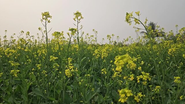 Sea of golden Sinapis alba and rapeseed blossoms sway under the sky captured in crisp HD slow motion format with a shallow depth of field that brings every petal to life.