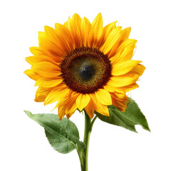 Bright sunflower with vibrant petals and green leaves stands tall in natural light showcasing summer beauty and nature's charm