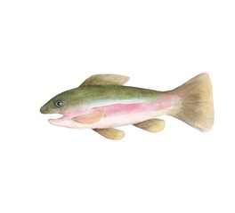 Salmon fish in watercolor on a white background