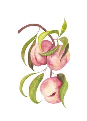 Peaches on a branch, watercolor on a white background
