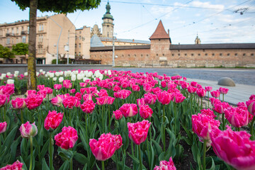 Ancient City Wall and Tulips on Pidvalna Street.