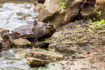 The Brown Crake—Bhigwan’s little phantom—emerges briefly from the dense reeds, its dark plumage blending with mud and water. A single glance, then it vanishes, leaving only ripples and a thrill of dis