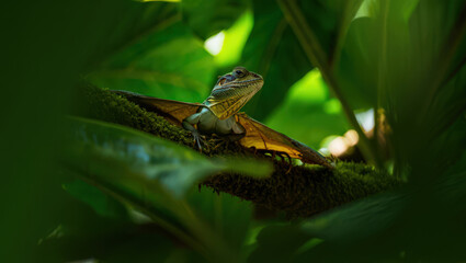 Naklejka premium Asian Water Dragon Lizard Perched on a Mossy Branch Amidst Lush Green Foliage in a Tropical Forest Setting Detailed Close Up of a Reptile in its Natural Environment