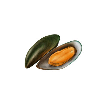 green mussle watercolor isolated vector white background