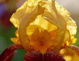 Close-up of a vibrant, golden-orange iris flower