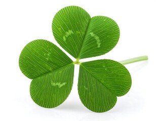 Close-up of a vibrant green clover leaf