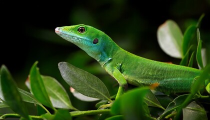 Fototapeta premium green anole lizard sitting amongst green foliage against a dark background