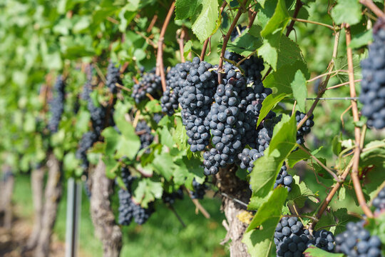 Reife Weintrauben am Weinstock