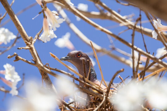 Um pombo dentro de um ninho em galhos de um ipe branco muito florido.