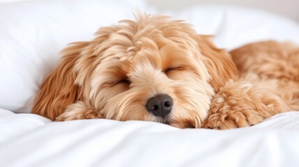 Cozy dog sleeping peacefully on a soft white bed, capturing calm and comfort in a serene indoor setting