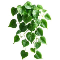 Fototapeta premium ハート型の葉が重なり合う緑の観葉植物 白背景に隔離された熱帯の葉 自然光の下で成長する瑞々しい葉