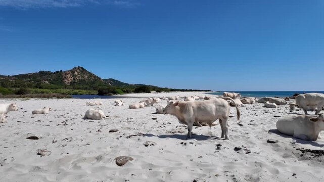 view of cows at Berchida beach south of Siniscola, in the Baronie territory on the east coast of the island of Sardinia, known as one of the most beautiful beaches in the Mediterranean