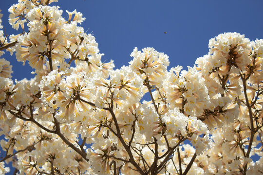 Muitos galhos de ip&ecirc;s carregados de cachos de flores brancas com c&eacute;u ao fundo. Com espa&ccedil;o para texto.