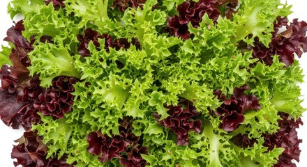 Vibrant mix of fresh green and red leaf lettuce for healthy salads white background