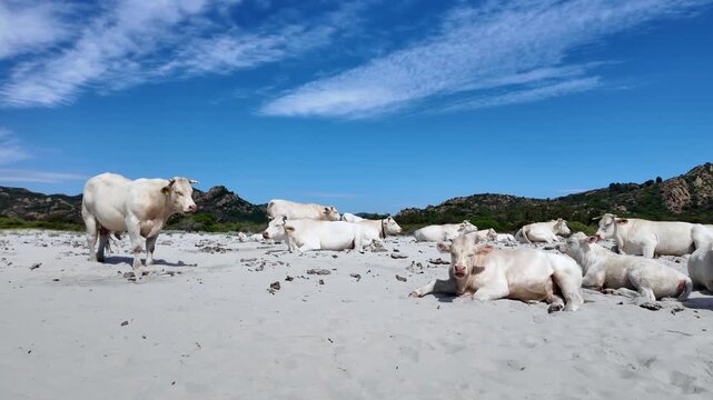 view of cows at Berchida beach south of Siniscola, in the Baronie territory on the east coast of the island of Sardinia, known as one of the most beautiful beaches in the Mediterranean