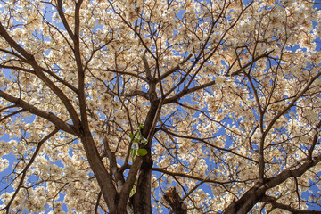 Um ipe branco florido com ceu ao fundo, fotografado de baixo pra cima.