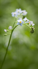 Forget-me-nots wildflowers close-up.