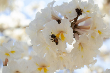 Uma abelha sobre uma flor branca no galho de ipê.