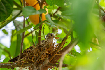 Um pombo no ninho, em galhos de uma &aacute;rvore muito frondosa.