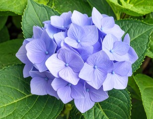 Close-up of a vibrant purple flower cluster
