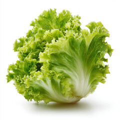 Fresh Green Oakleaf Lettuce Head Isolated on White Background