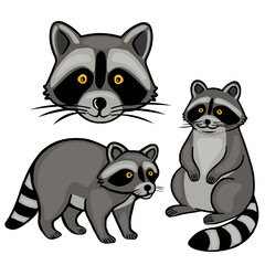 Adorable vector illustration featuring three playful raccoons in various poses, showcasing their characteristic masked faces and ringed tails, perfect for childrens books or playful designs.