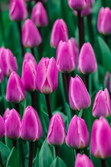 Obraz premium pink tulips in the garden