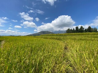 Obraz premium green field and blue sky
