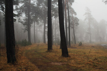 morning in the woods