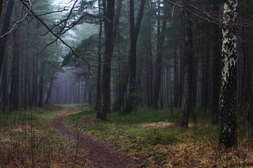 Fototapeta premium path in the woods