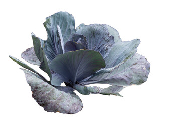 Red cabbage isolated