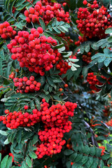 bunches of red ripe rowan berries close-up