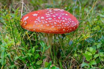 Ein giftiger Fliegenpilz mit seiner auffälligen roten Kappe steht im Wald