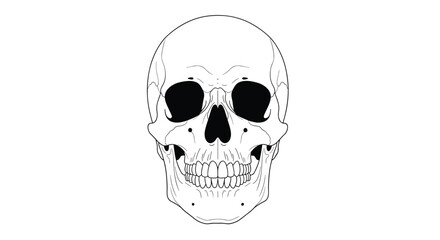 Fototapeta premium Anatomical drawing of a human skull frontal view detailed outline rendering