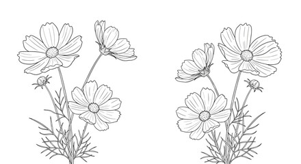 Delicate floral illustrations of cosmos blossoms with fine petals and leafy stems a classic botanical artistry