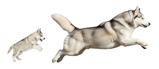 Fototapeta premium An adult Siberian Husky leaps joyfully while a playful puppy watches nearby. Both dogs showcase their vibrant fur and energetic spirit in a friendly display of companionship.