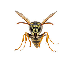 Detailed close up of a yellow jacket wasp on a white background