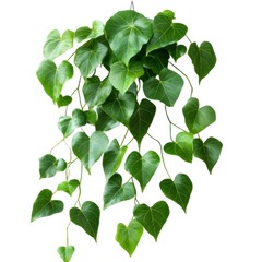 緑色の斑点のある葉を持つハンギングプラントのクローズアップショット ホワイトバックの装飾的な屋内植物