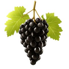 Fototapeta premium 黒いブドウの房と緑の葉の白背景のクローズアップ