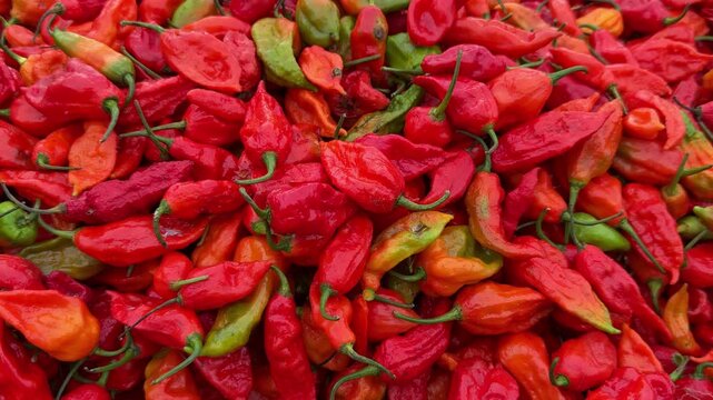 red hot chili peppers, ghost chilli or naga chilli