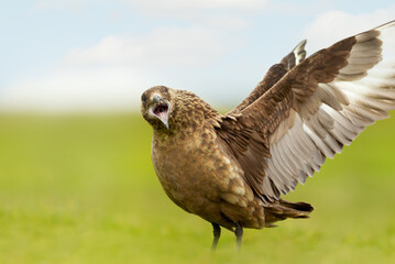 Great skua with wings spread calling on coastal grassland
