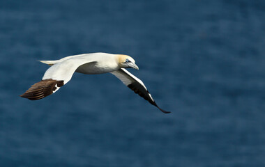 Northern gannet in flight over the blue sea
