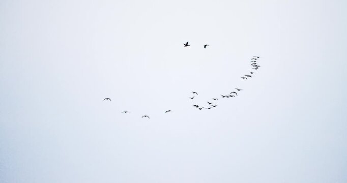 Nordic sky migration &mdash; flock of birds in formation (4K 59.94fps)