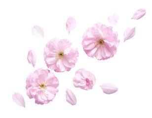 Fototapeta premium Top View Sakura Blossoms PNG