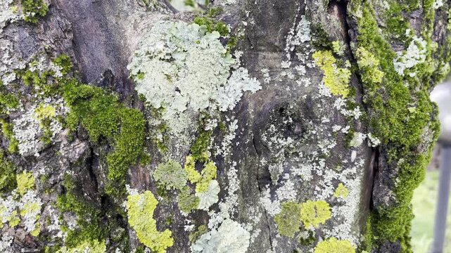 Green, yellow and grey parasite lichen covering tree bark and damaging plant from inside, dangerous fungus infecting trees and reducing its growth and harvest, improper tree care leading to plants