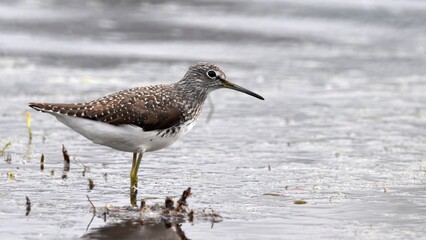 Sandpiper standing sideways in water in spring