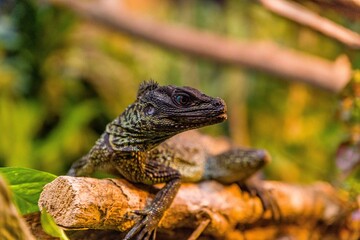 lizard